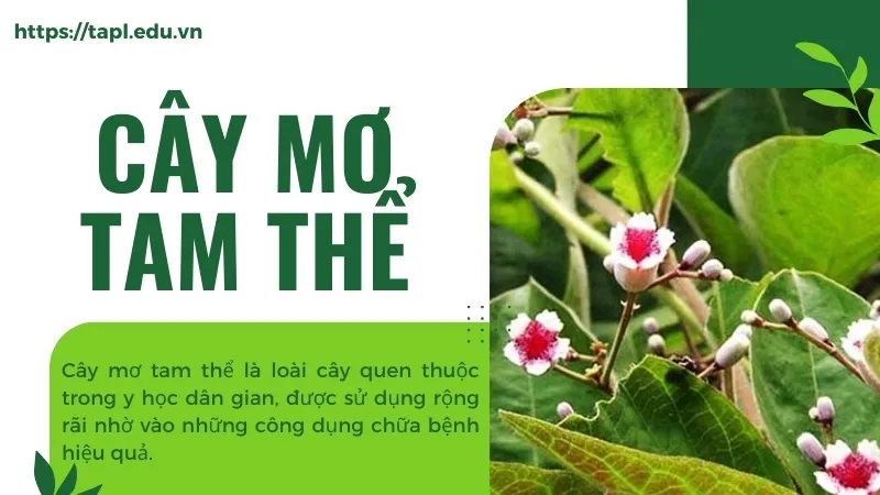 Cây mơ tam thể – Bí quyết chữa bệnh dân gian hiệu quả 1