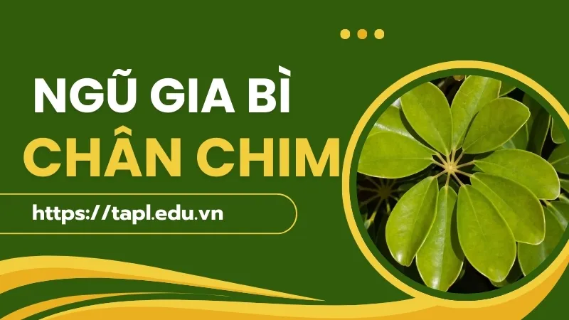 Ngũ gia bì chân chim - Lưu ý khi sử dụng để chữa bệnh 1