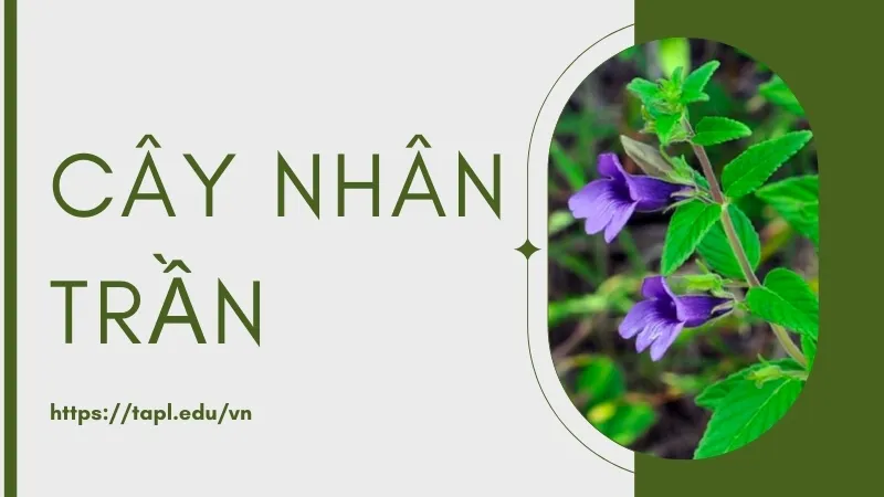 Nhân trần - Thảo dược quý với nhiều lợi ích cho sức khỏe 1