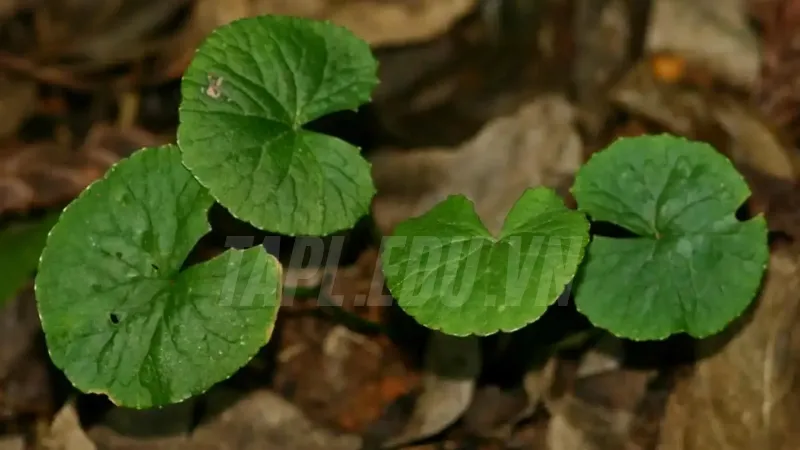 Rau má - Loại thảo dược quý giúp thanh nhiệt và giải độc 7