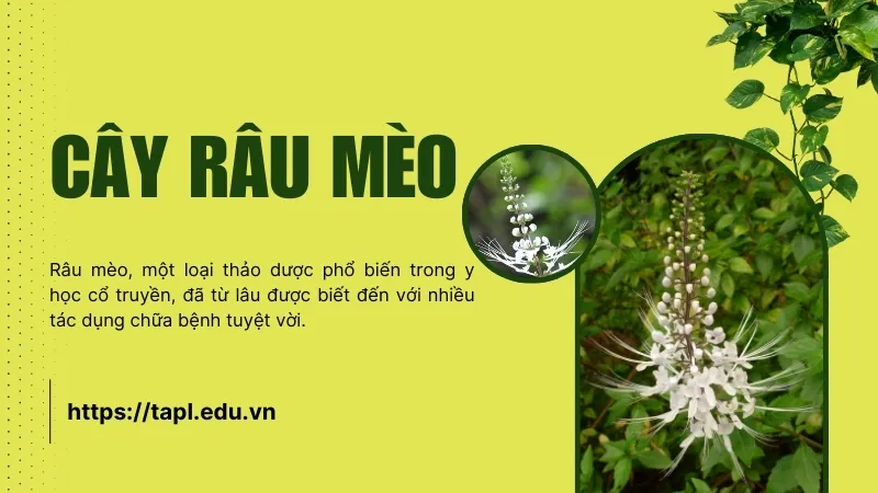 Râu mèo - Lợi ích sức khỏe và bài thuốc từ thiên nhiên 1