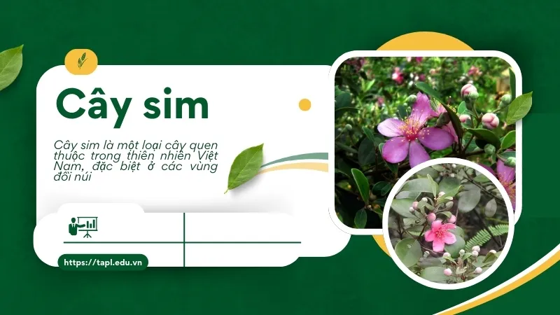 Cây sim - Một biểu tượng văn hóa trong ẩm thực Việt Nam 1