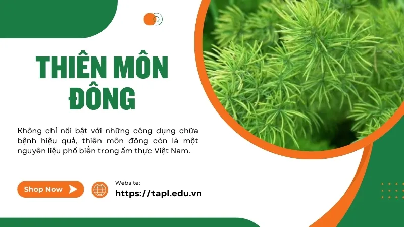 Thiên môn đông - Thần dược chữa bệnh từ thiên nhiên 1