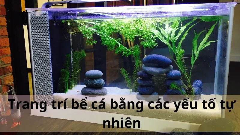 trang trí bể cá 2