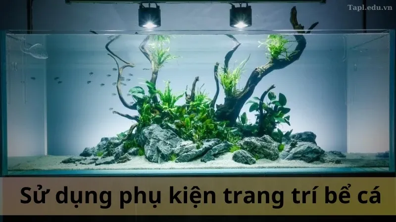 trang trí bể cá 3