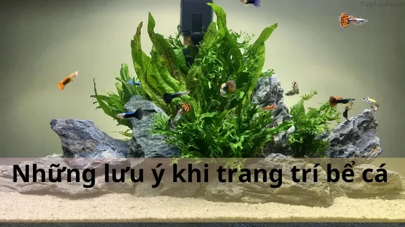 trang trí bể cá 4