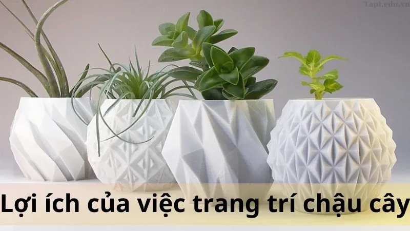 trang trí chậu cây 1