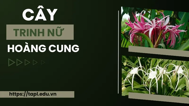 Tác dụng chữa bệnh của trinh nữ hoàng cung mà bạn nên biết 1