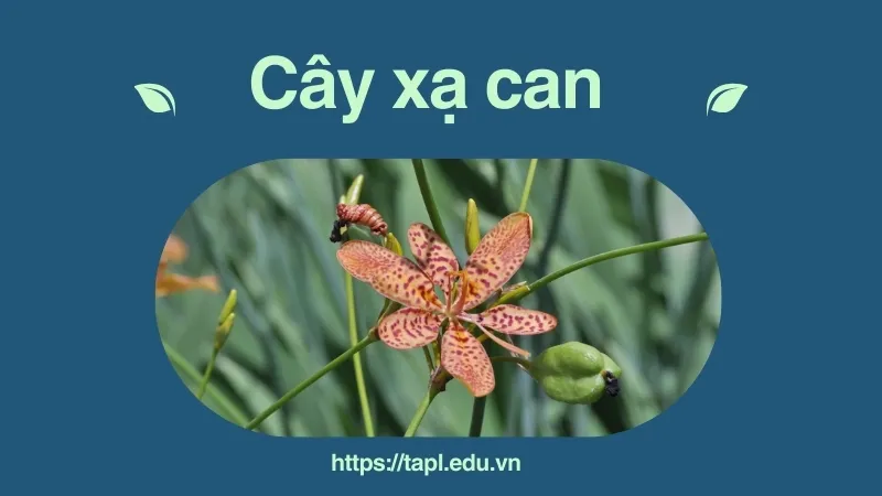 Các bài thuốc dân gian từ cây xạ can mà bạn nên biết 1