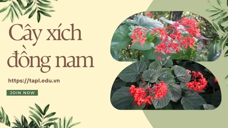 Cây xích đồng nam - Dược liệu quý trong y học cổ truyền 1