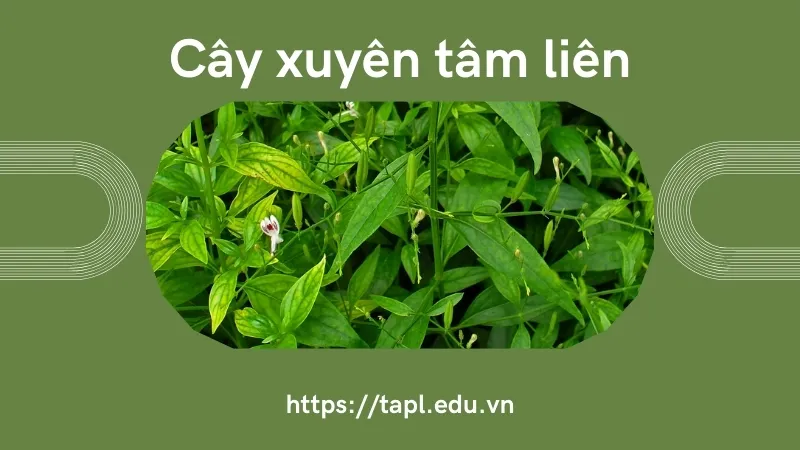 Xuyên tâm liên - Thảo dược quý giá trong y học cổ truyền 1