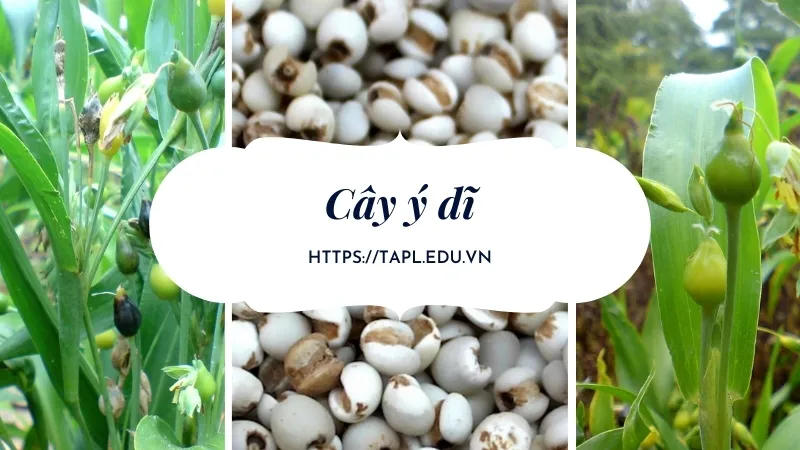 Cây ý dĩ - Nguồn dược liệu quý trong y học cổ truyền 1