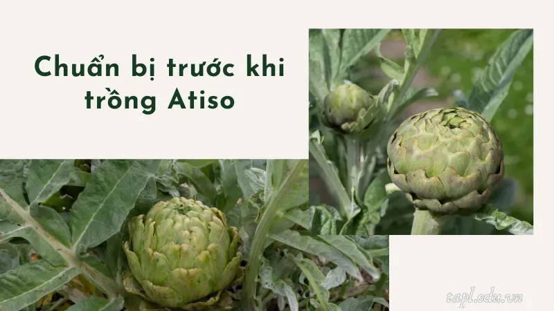 Chuẩn bị trước khi trồng Atiso