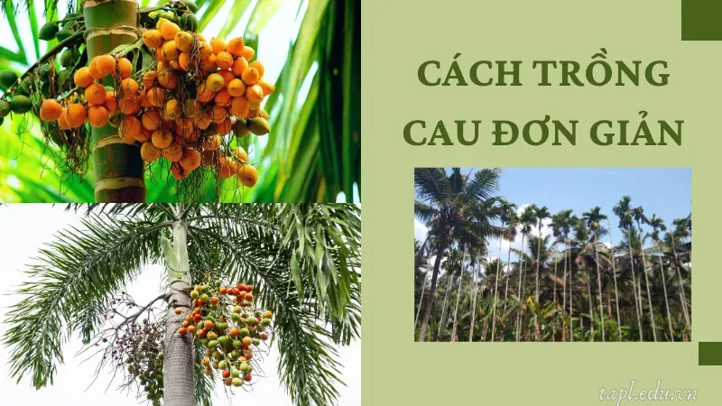 Cách trồng cau đơn giản