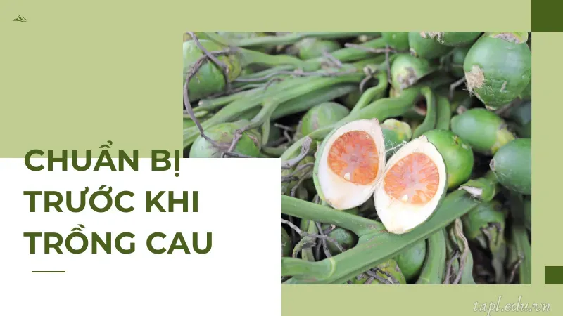 Chuẩn bị trước khi trồng cau