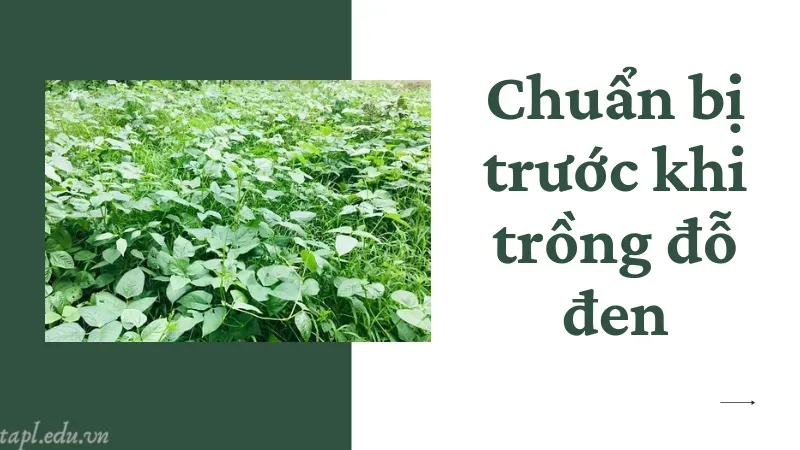 Chuẩn bị trước khi trồng đỗ đen