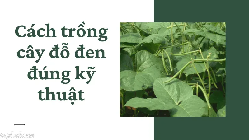 Cách trồng cây đỗ đen đúng kỹ thuật