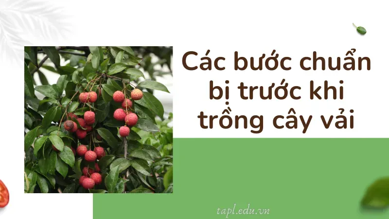 Các bước chuẩn bị trước khi trồng cây vải