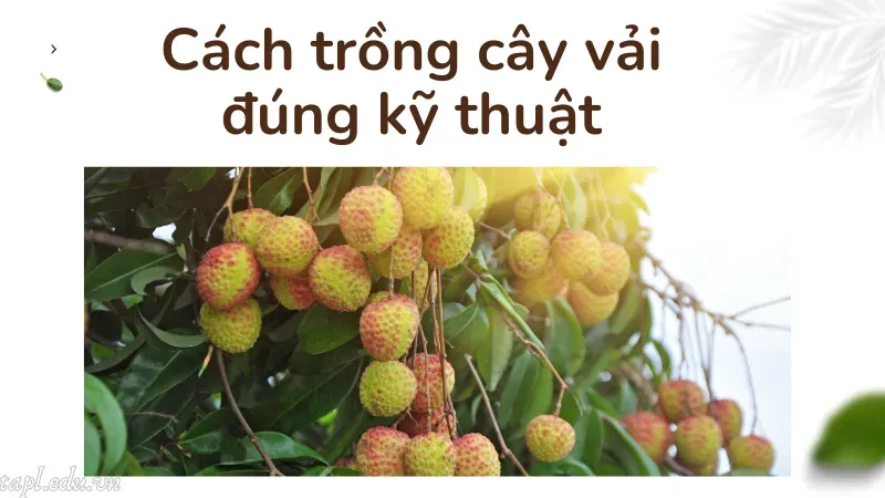 Cách trồng cây vải đúng kỹ thuật