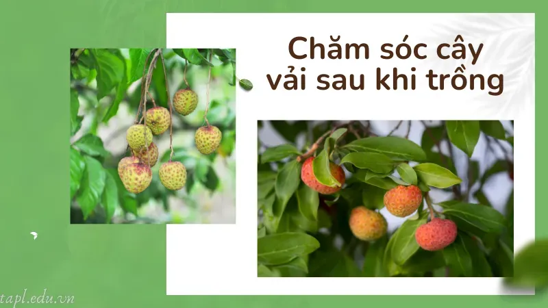 Chăm sóc cây vải sau khi trồng