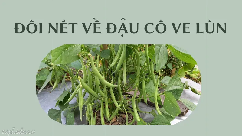 Đôi nét về đậu cô ve lùn