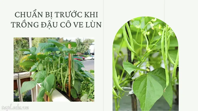 Chuẩn bị trước khi trồng đậu cô ve lùn