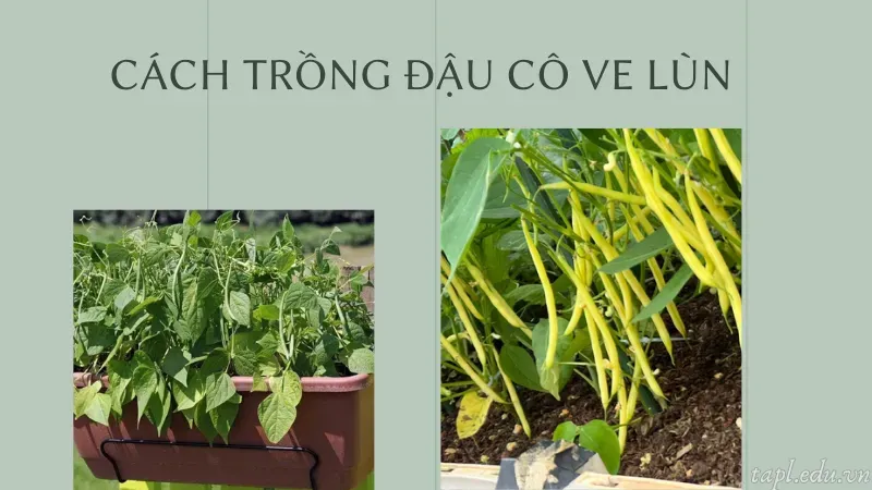 Cách trồng đậu cô ve lùn