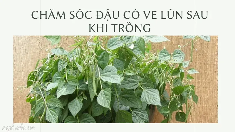 Chăm sóc đậu cô ve lùn sau khi trồng