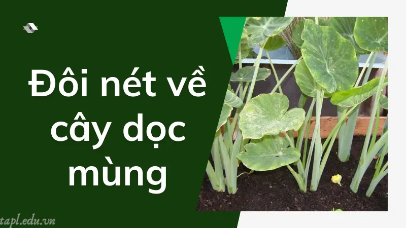 Đôi nét về cây dọc mùng