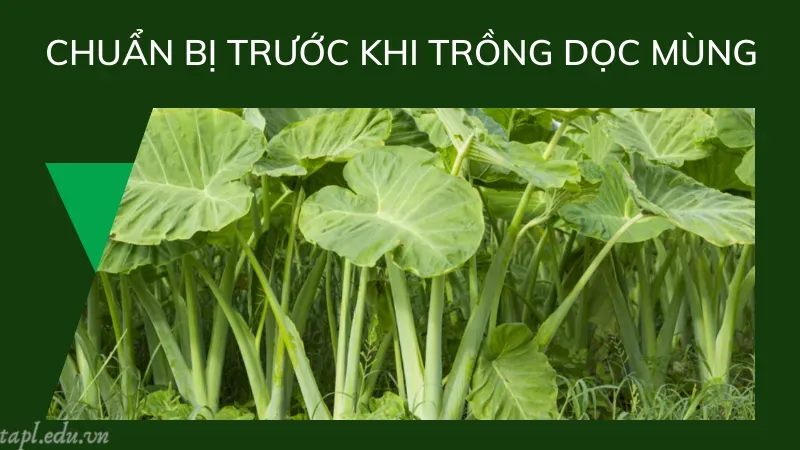 Chuẩn bị trước khi trồng dọc mùng