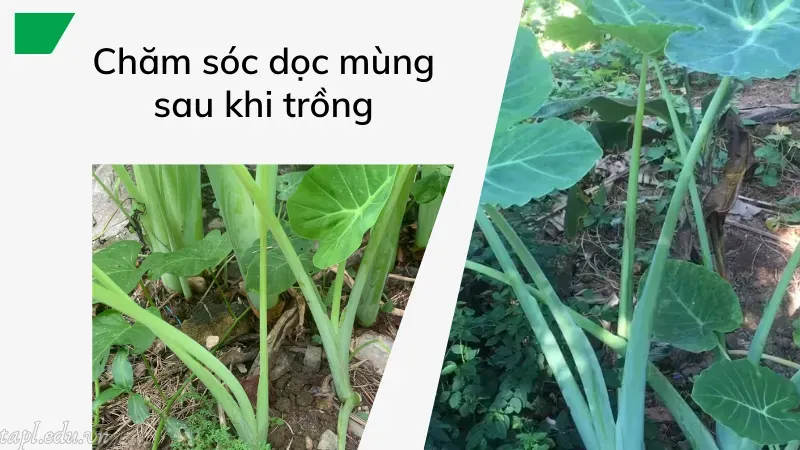 Chăm sóc dọc mùng sau khi trồng