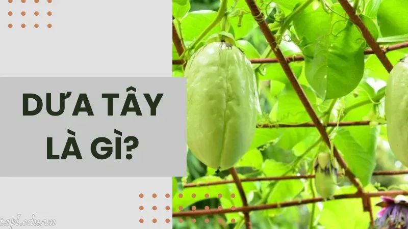 Dưa tây là gì?