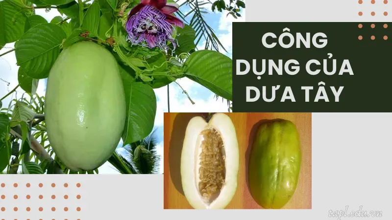 Công dụng của dưa tây