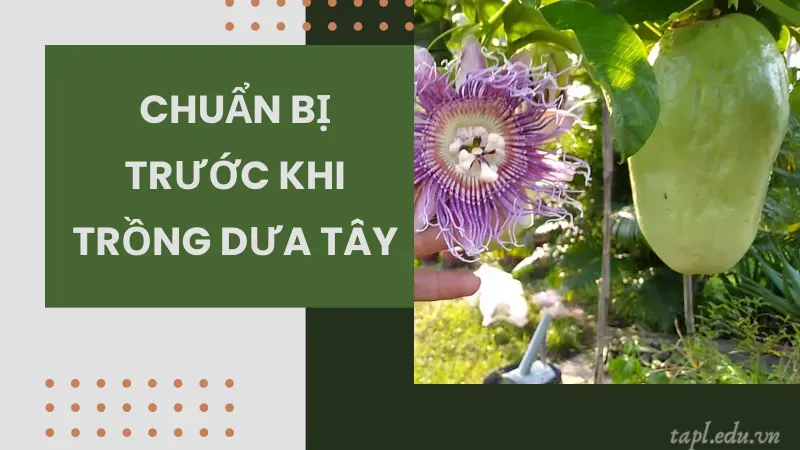 Chuẩn bị trước khi trồng dưa tây