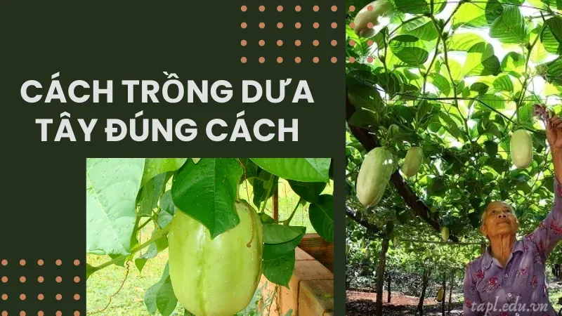 Cách trồng dưa tây đúng cách