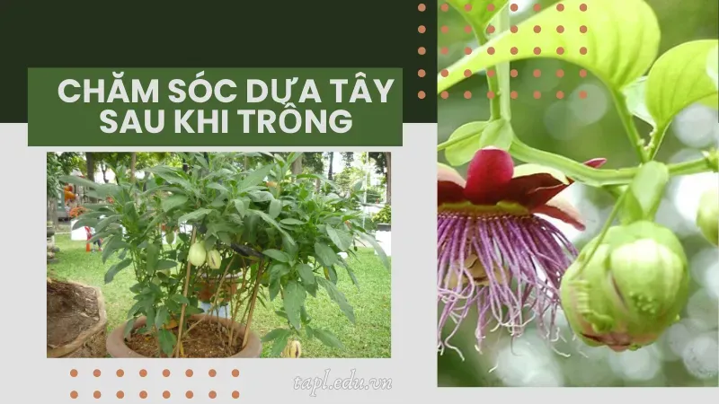 Chăm sóc dưa tây sau khi trồng