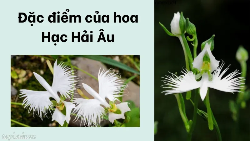 Đặc điểm của hoa Hạc Hải Âu