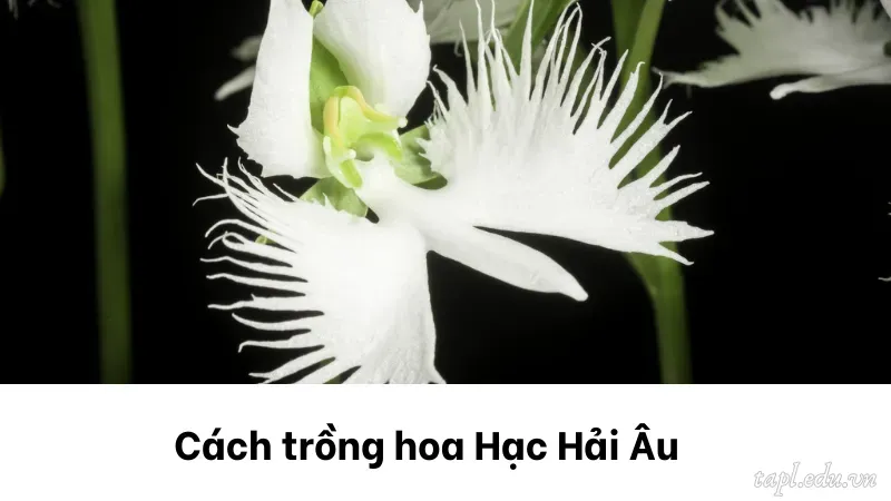 Cách trồng hoa Hạc Hải Âu