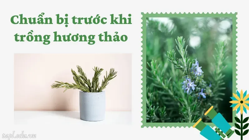 Chuẩn bị trước khi trồng hương thảo