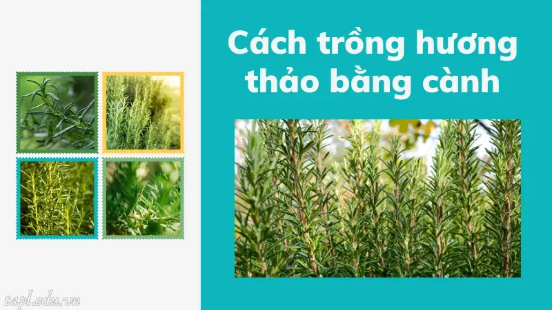 Cách trồng hương thảo bằng cành