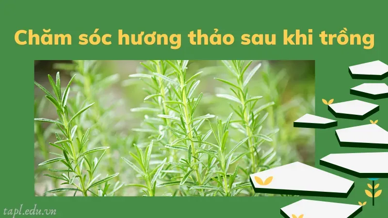 Chăm sóc hương thảo sau khi trồng