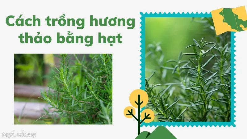 Cách trồng hương thảo bằng hạt