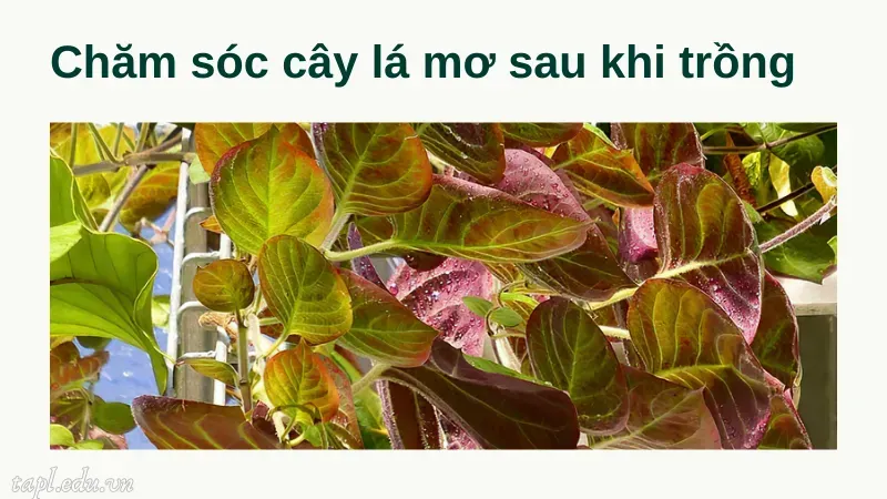 Chăm sóc cây lá mơ sau khi trồng