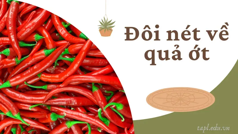 Đôi nét về quả ớt