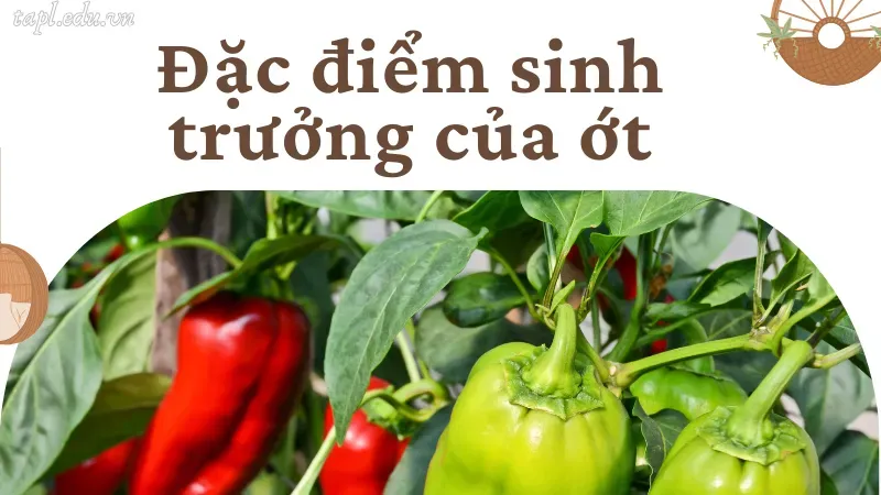 Đặc điểm sinh trưởng của ớt