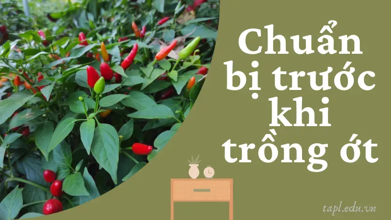 Chuẩn bị trước khi trồng ớt