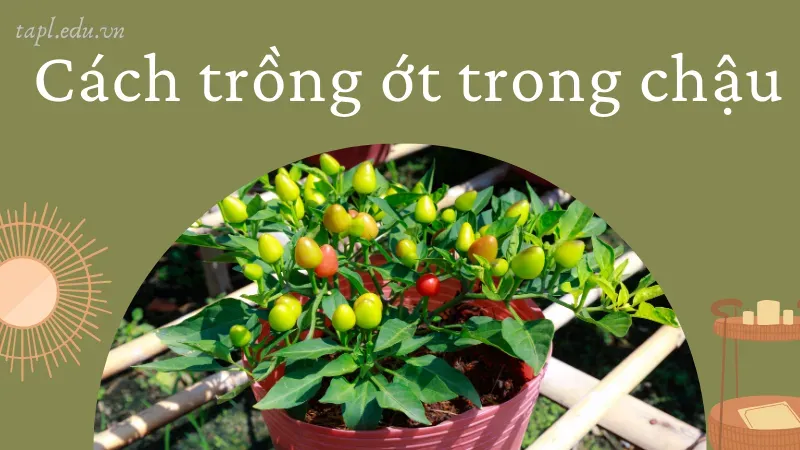 Cách trồng ớt trong chậu 