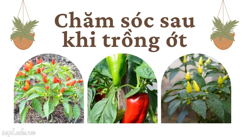 Chăm sóc sau khi trồng ớt