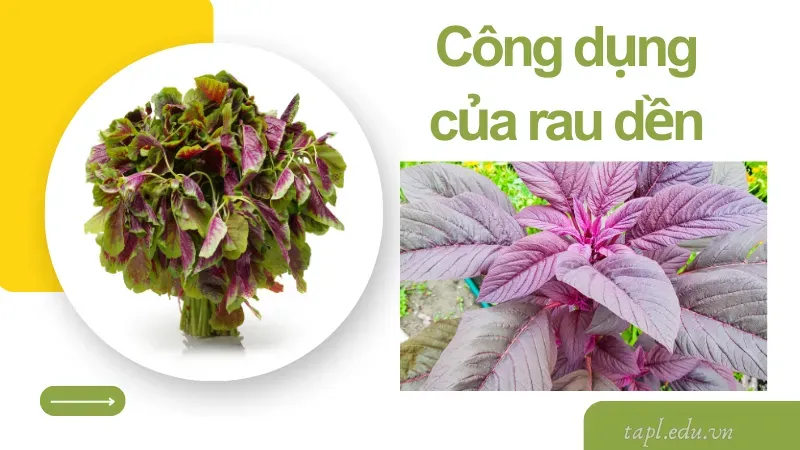 Công dụng của rau dền