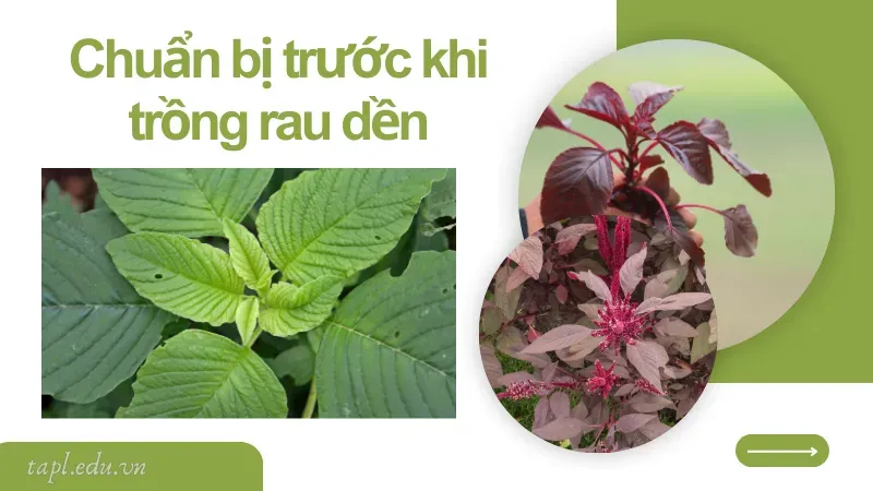 Chuẩn bị trước khi trồng rau dền